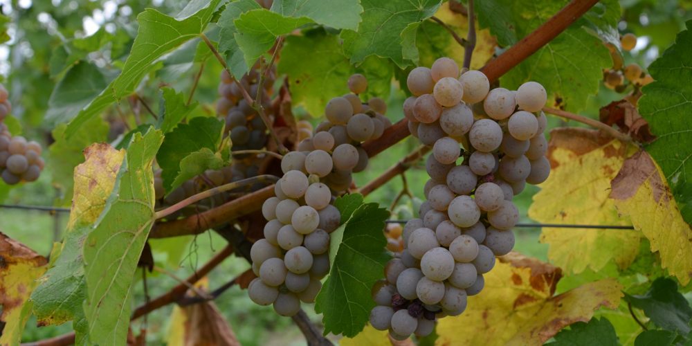 Víno Hibernal – oblíbená odrůda vhodná například k lehkým pokrmům